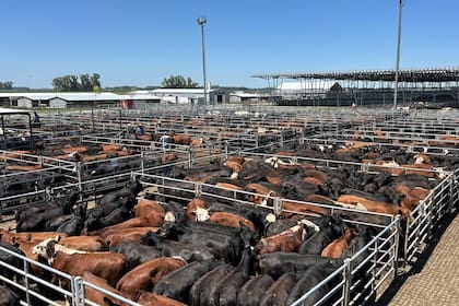 Las ventas se concretaron con demanda activa y los operadores de compra ejercieron competencia por casi todas las categorías y clasificaciones expuestas