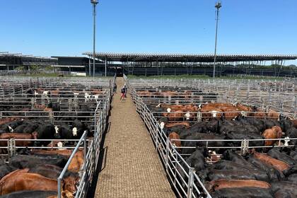 Las ventas se concretaron con demanda activa y los operadores de compra ejercieron competencia por todas las categorías y clasificaciones expuestas