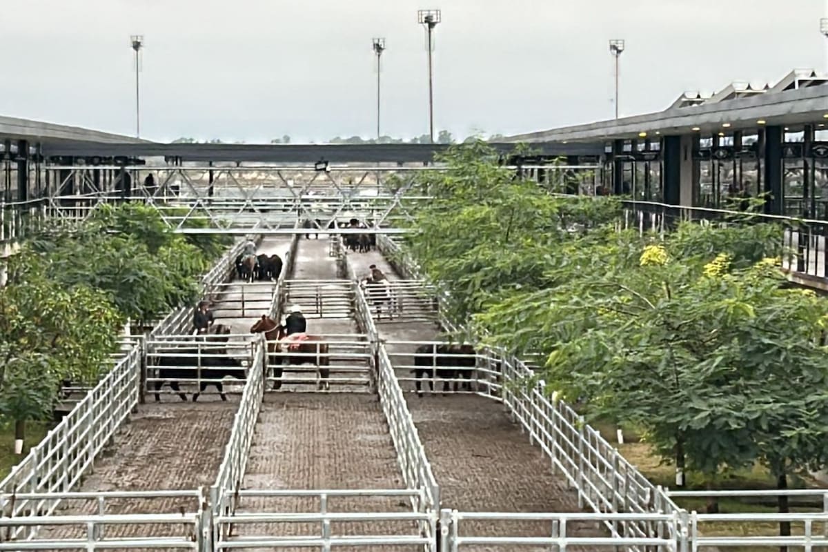 Las ventas se concretaron con demanda selectiva, los operadores de compra buscaron los lotes de calidad, en especial los de novillos