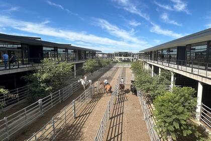 Las ventas se concretaron con demanda selectiva, los operadores de compra buscaron los lotes de calidad, en especial los de haciendas livianas