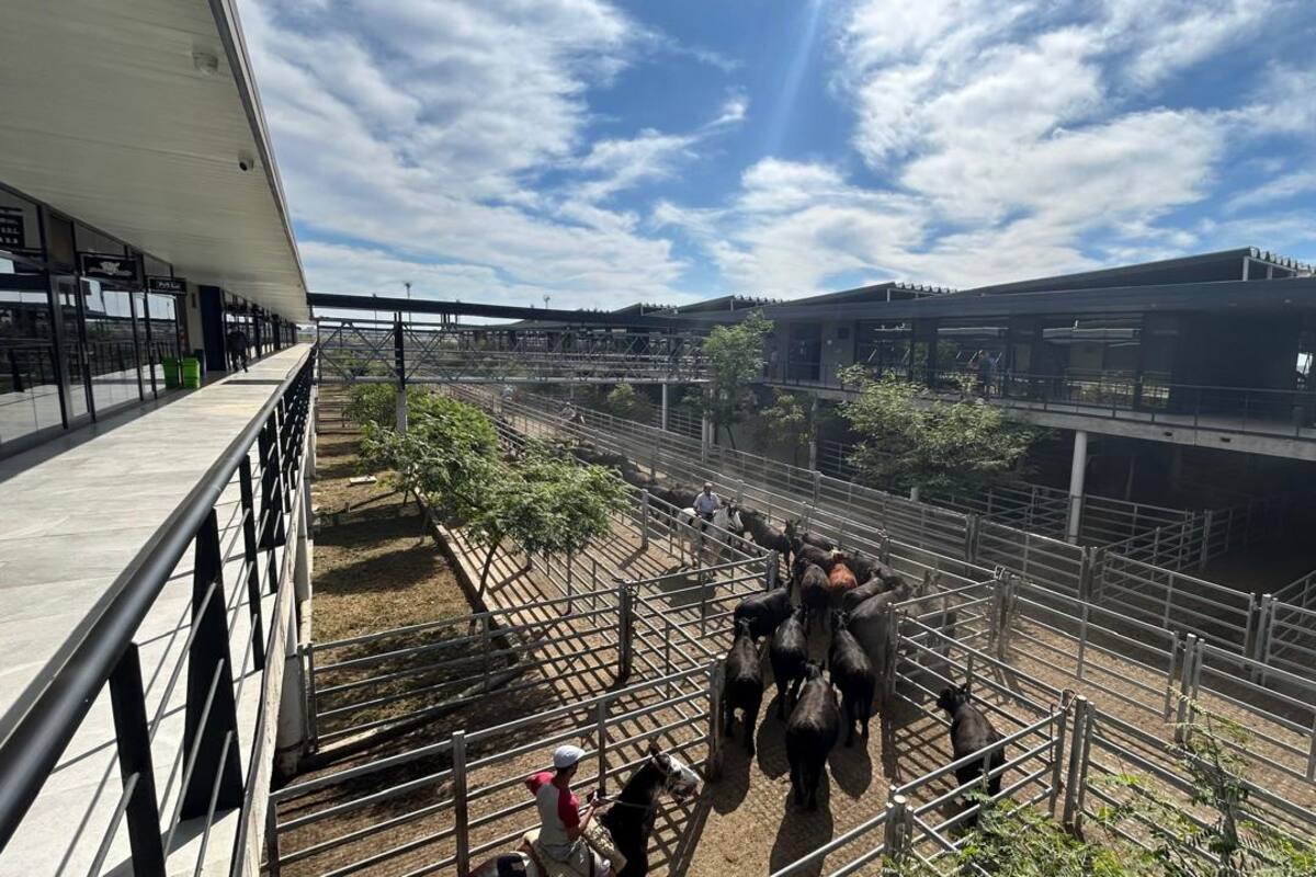 Las ventas se concretaron con demanda selectiva, donde los operadores de compra buscaron los lotes de calidad, en especial los de haciendas livianas