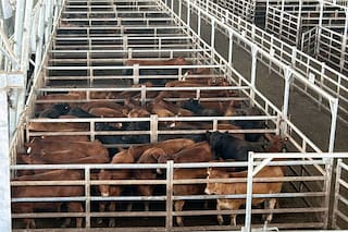Cierre de semana con altibajos en el Mercado Agroganadero de Cañuelas