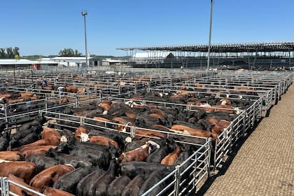 Las ventas se realizaron con demanda tranquila por parte de los operadores del abasto y de la industria local, quienes actuaron de acuerdo a sus necesidades de faena inmediata y a la calidad de cada lote expuesto
