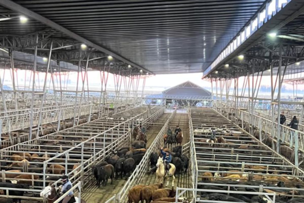Las ventas se realizaron con interés por parte de los operadores del abasto y de la industria local para los lotes especiales de novillos, vacas y haciendas livianas, mientras que la venta de los lotes generales resultó más trabajosa