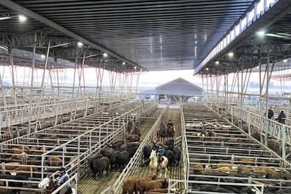 Las ventas se realizaron con interés por parte de los operadores del abasto y de la industria local para los lotes especiales de novillos, vacas y haciendas livianas, mientras que la venta de los lotes generales resultó más trabajosa