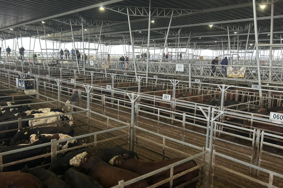 Las ventas se realizaron con interés por parte de los operadores del abasto y de la industria local para los lotes especiales, mientras que los lotes generales los trámites fueron las laboriosos