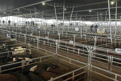 Las ventas se realizaron con interés por parte de los operadores del abasto y de la industria local para los lotes especiales, mientras que los lotes generales los trámites fueron las laboriosos