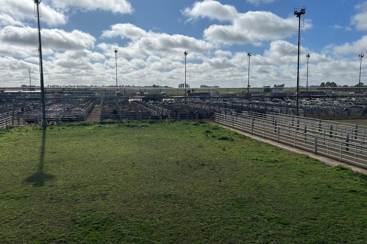 Las ventas se realizaron con interés por parte de los operadores del abasto y de la industria local para los lotes especiales de novillos, vacas y haciendas livianas; mientras que la venta de los lotes generales resultó más trabajosa