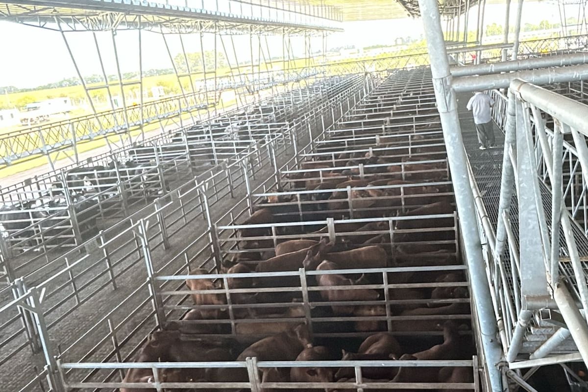 Las ventas se realizaron con interés sostenido por parte de los operadores del abasto y de la industria local para los lotes especiales de todas las categorías y clasificaciones expuestas