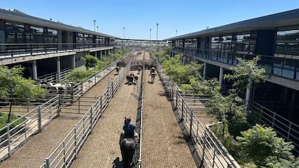 Las ventas se realizaron con plaza sostenida para los lotes generales, mientras que los lotes de calidad recibieron mayor competencia por parte de los compradores