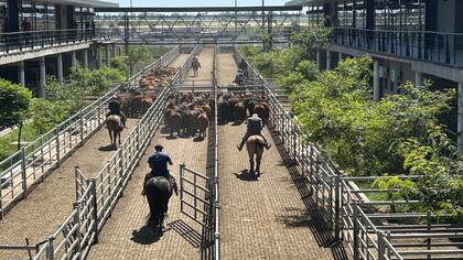 Las ventas se realizaron con poca competencia por parte de los operadores de compra para la hacienda general y precios que oscilaron dentro de los niveles registrados en la rueda del viernes último, sin llegar a los valores máximos