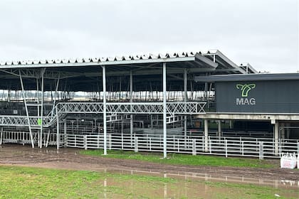 Las ventas tuvieron agilidad y valores que oscilaron dentro de los niveles registrados en la rueda del viernes pasado