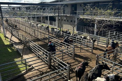Las ventas tuvieron competencia por parte de los operadores de compra y cotizaciones que se registraron dentro de los niveles anotados en la rueda de ayer, cuando se realizó un remate especial