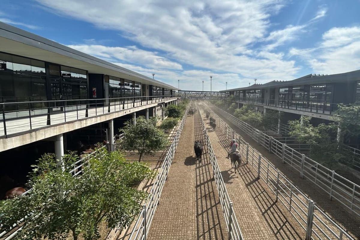 Las ventas tuvieron demanda selectiva y los operadores de compra buscaron los lotes de calidad, en especial los de novillos