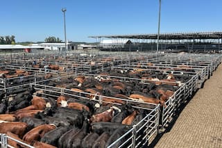 Comienzo de semana con altibajos en el Mercado Agroganadero de Cañuelas