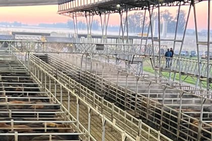 Las ventas tuvieron poca competencia por parte de los operadores de compra, quienes actuaron de acuerdo a su necesidad y calidad de cada lote