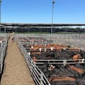 Oferta abundante y precios en baja en el Mercado Agroganadero de Cañuelas