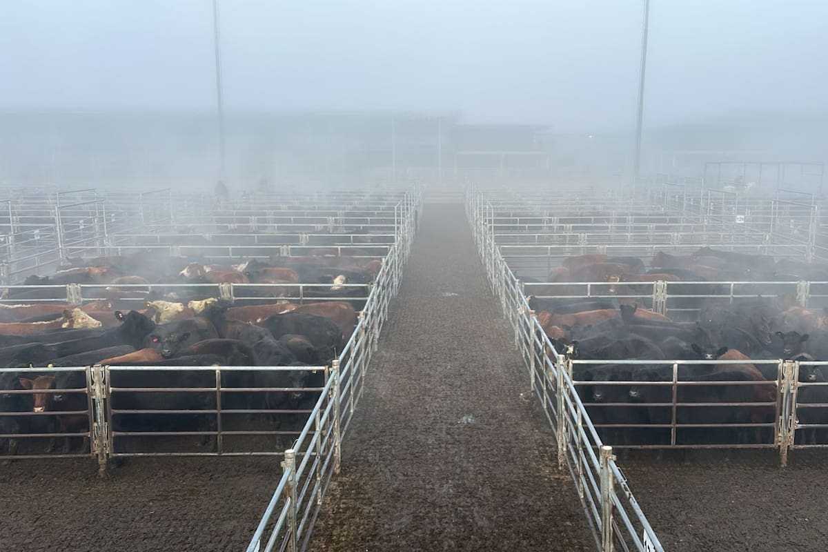 Las ventas tuvieron poca competencia por parte de los operadores de compra para la hacienda general y valores con ganancias solo para los conjuntos de calidad