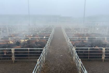 Las ventas tuvieron poca competencia por parte de los operadores de compra para la hacienda general y valores con ganancias solo para los conjuntos de calidad