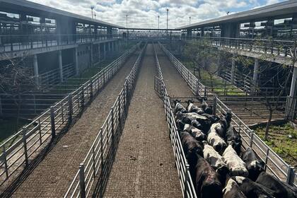Las ventas tuvieron poca competencia por parte de los operadores de compra y valores con leves bajas respecto a los registrados en la rueda de ayer en casi todas las categorías y clasificaciones