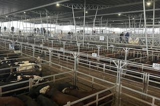 Escasa oferta en el Mercado Agroganadero de Cañuelas