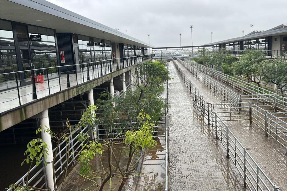 Las ventas tuvieron un trámite ágil y los valores fueron calificados como sostenidos para las distintas clasificaciones expuestas; dichos precios lograron mantenerse dentro de los niveles obtenidos en la rueda de ayer