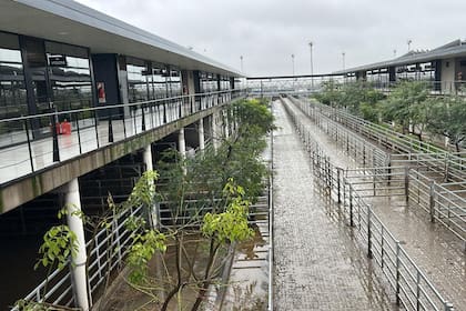 Las ventas tuvieron un trámite ágil y los valores fueron calificados como sostenidos para las distintas clasificaciones expuestas; dichos precios lograron mantenerse dentro de los niveles obtenidos en la rueda de ayer