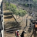 Cierre de semana con altibajos en el Mercado Agroganadero de Cañuelas