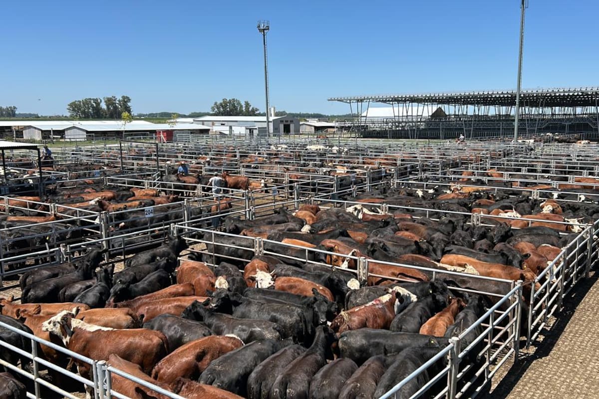 Las ventas tuvieron una demanda selectiva y los operadores de compra buscaron los lotes de calidad, en especial los de haciendas livianas