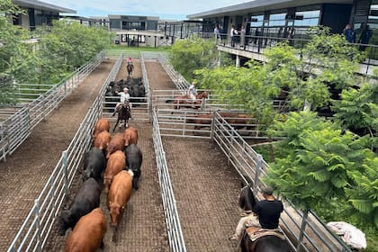Las ventas tuvieron una demanda selectiva y los operadores de compra ejercieron competencia solo por los lotes de calidad