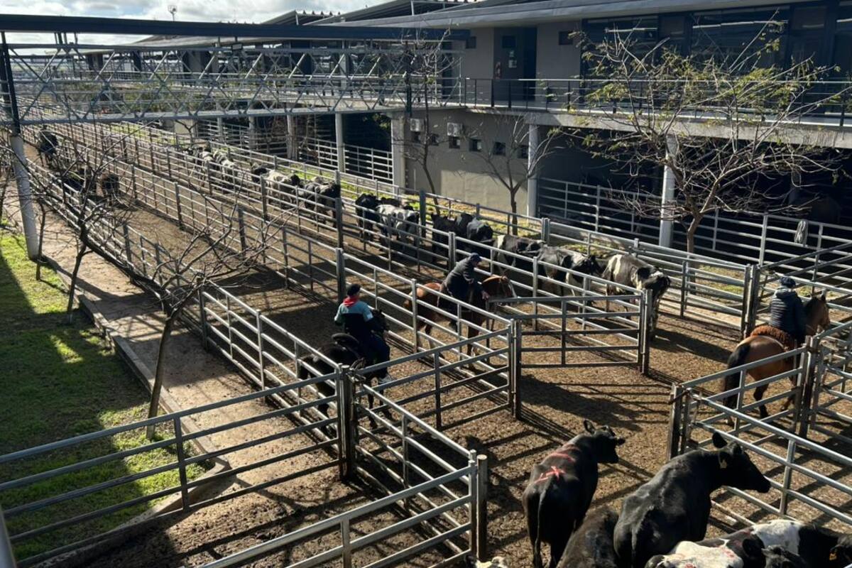 Las ventas tuvieron una demanda selectiva y los operadores de compra buscaron los lotes de calidad, por los que se ofrecieron valores superiores a los de la rueda precedente