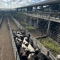 Cierre de semana con leves bajas en el Mercado Agroganadero de Cañuelas