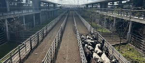 Cierre de semana con leves bajas en el Mercado Agroganadero de Cañuelas