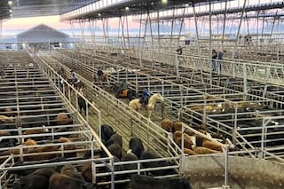 Cierre de semana en baja en el Mercado Agroganadero de Cañuelas