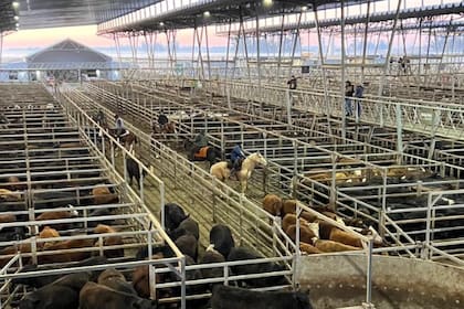 Las ventas tuvieron una demanda selectiva y los operadores de compra ejercieron competencia solo por los lotes de calidad