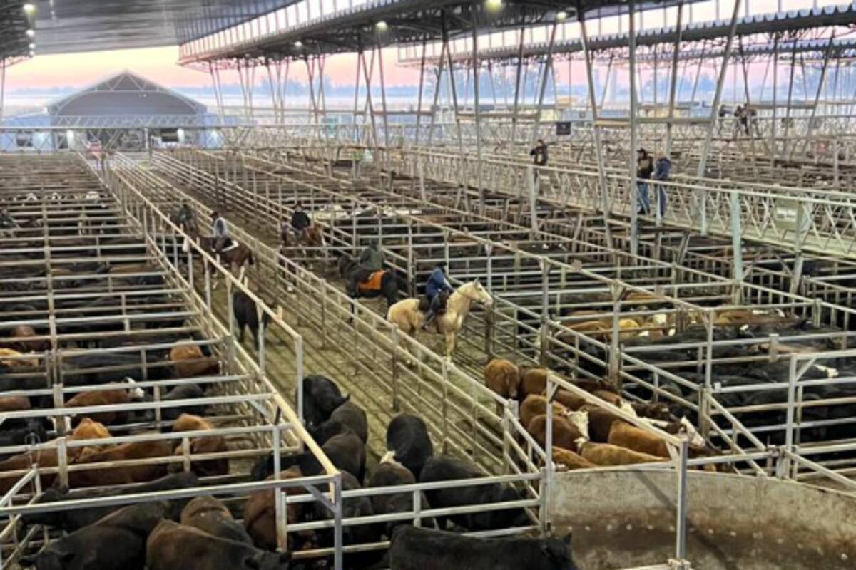 Las ventas tuvieron una demanda sostenida para la hacienda general y valores con ganancias solo para los conjuntos de calidad, en especial cuando se trataron los novillos