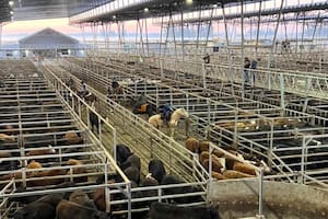 Las ventas tuvieron una demanda sostenida para la hacienda general y valores con ganancias solo para los conjuntos de calidad, en especial cuando se trataron los novillos