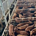 Cierre de semana en positivo en el Mercado Agroganadero de Cañuelas