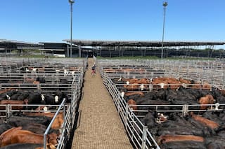 Cierre de semana en positivo en el Mercado Agroganadero de Cañuelas