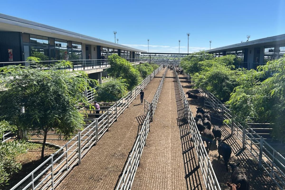 Las ventas tuvieron una demanda sostenida y los operadores de compra ejercieron competencia por todos los lotes expuestos de destacada calidad y terminación