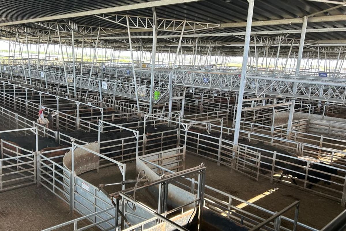 Las ventas tuvieron una demanda tranquila, poca competencia por parte de los operadores de compra y valores sostenidos solo para los conjuntos de calidad