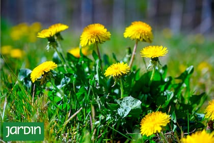 Las ves en todos lados y es considerada la planta amarga por excelencia