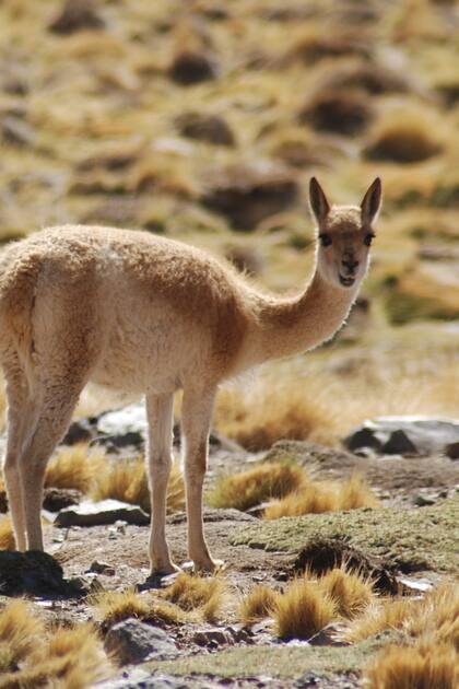 Las vicuñas son emblemas del Parque Nacional San Guillermo.
