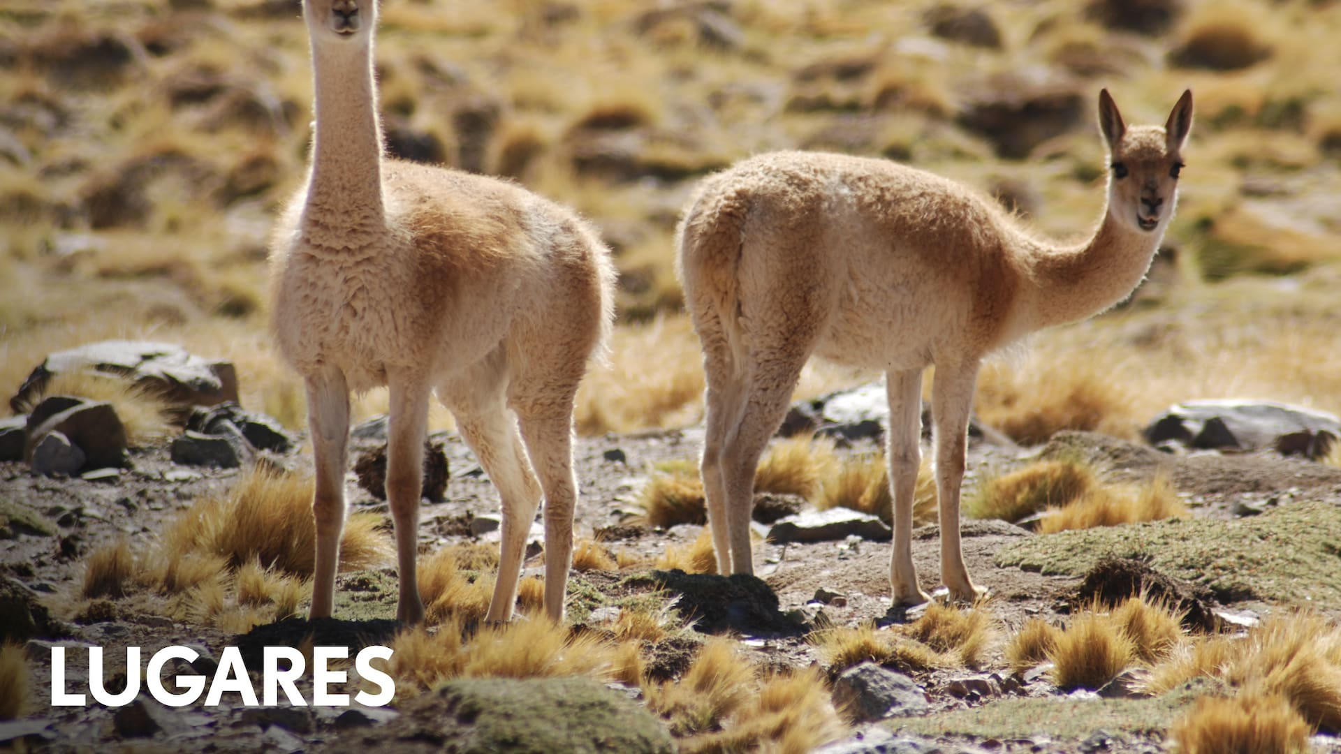 Las vicuñas son emblemas del Parque Nacional San Guillermo.