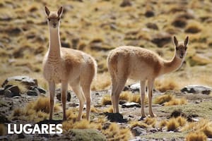 Las vicuñas son emblemas del Parque Nacional San Guillermo.