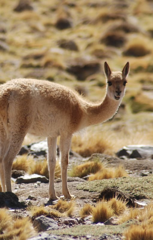 Las vicuñas son emblemas del Parque Nacional San Guillermo.