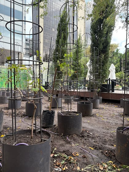 Las vides plantadas sin espaldero con un soporte individual