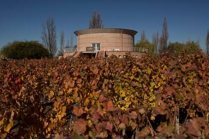 Las viñas de Trez Wines en pleno otoño.