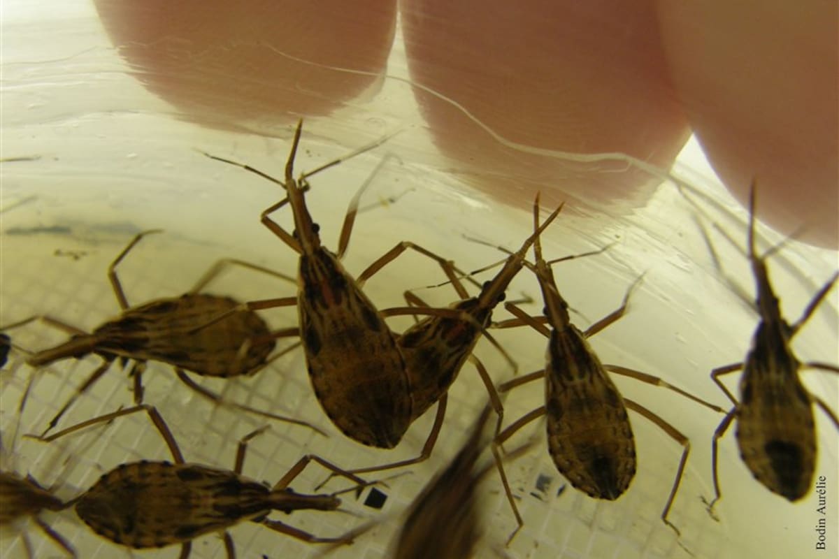 Las vinchucas, insectos hematófagos que transmiten el parásito que causa el mal de Chagas