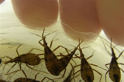 Las vinchucas son vectores del parásito que causa el mal de Chagas